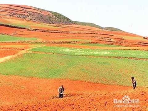红土地,探寻红土地的神秘魅力与生态奥秘